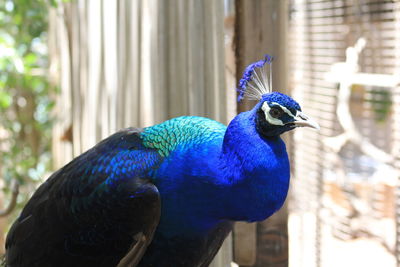 Close-up of peacock