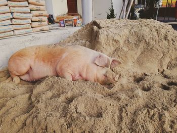 View of a cat sleeping on sand