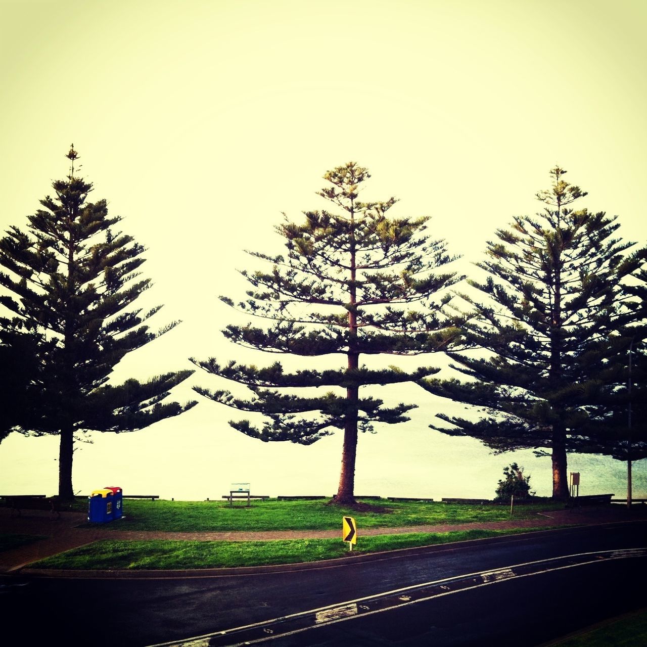 tree, clear sky, road, grass, tranquility, field, transportation, sky, nature, tranquil scene, landscape, growth, copy space, street light, park - man made space, beauty in nature, outdoors, scenics, street, day