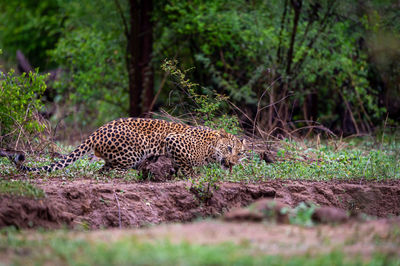 View of a cat on land