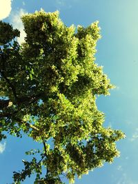 Low angle view of trees against blue sky