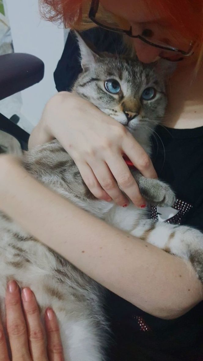 domestic, domestic animals, pets, mammal, cat, vertebrate, feline, one animal, domestic cat, real people, one person, indoors, lifestyles, pet owner, human hand, portrait, hand, whisker, care