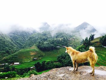 Dog looking at mountains