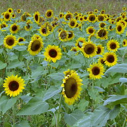 High angle view of sunflower field