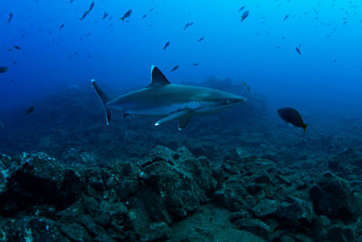 Fish swimming in sea