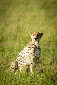 Cheetah on land in forest