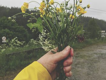 Cropped hand of person holding bunch of flowers