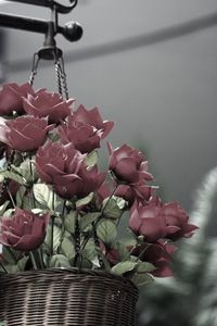 Close-up of flowers in basket