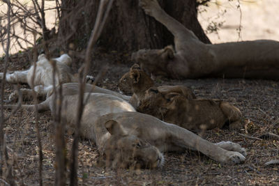 Sleeping lion in a field