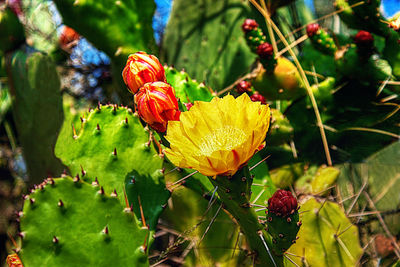 Close-up of flowering plant