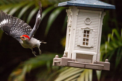 Close-up of bird flying