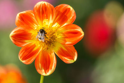 Close-up of bee pollinating on flower