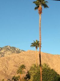Coconut palm trees on desert against clear blue sky