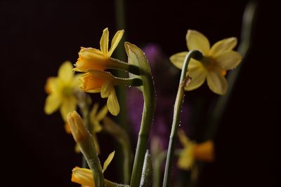 Close-up of yellow flowers blooming