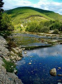 Scenic view of trees by water against sky