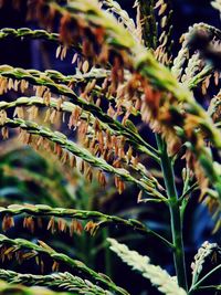 Close-up of fresh green plants