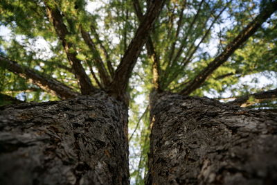 Low angle view of trees in forest