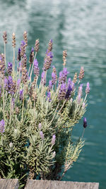 Close-up of purple flowering plants