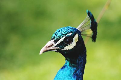 Close-up of a peacock