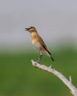 Close-up of bird perching on a branch