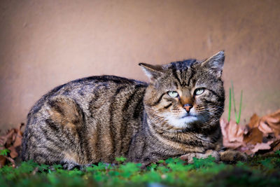 Close-up portrait of tabby cat