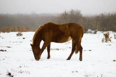 Wild brown horse eating in the snow