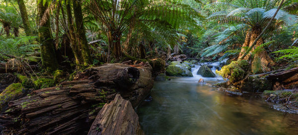 Scenic view of waterfall in forest