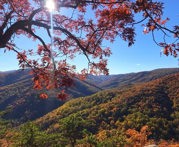 Scenic view of tree against sky during autumn