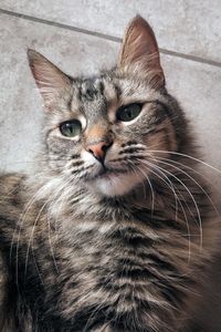 Close-up portrait of a cat
