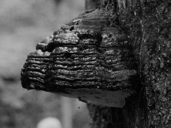 Close-up of tree trunk