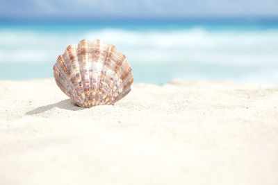 Close-up of seashell at beach