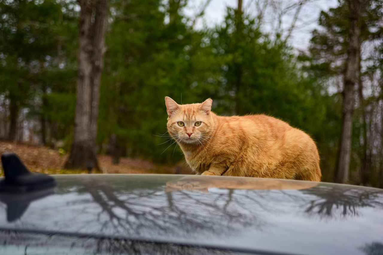 PORTRAIT OF A CAT IN A TREE