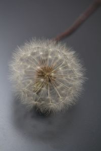 Close-up of dandelion against white background