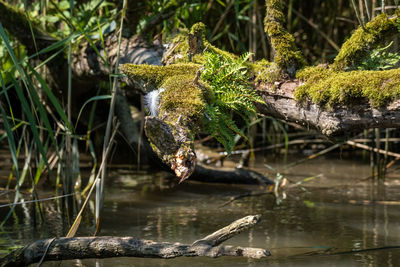 Low angle view of a waterlog with moss and fern