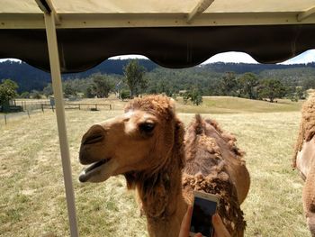 Camel in a field