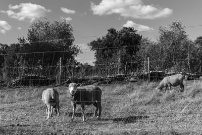 Horse grazing on grassy field