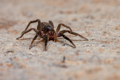 Close-up of spider