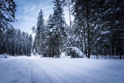 Snow covered road amidst trees against sky during winter