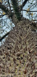 Close-up of cactus growing on field