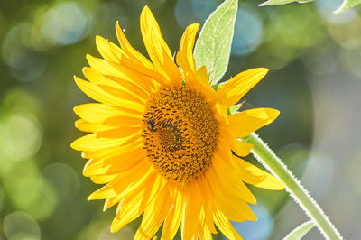 Close-up of sunflower