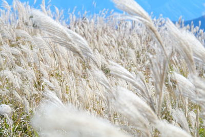 Close-up of stalks in field