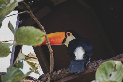 Close-up of bird perching on wood