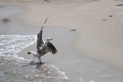 Bird flapping wings on shore at beach