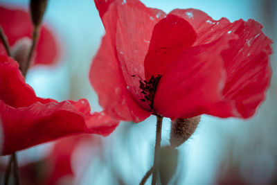 Close-up of red poppy