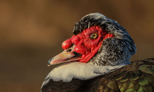 Close-up of a bird