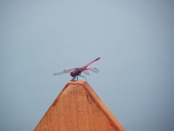 Low angle view of dragonfly perching on a wall