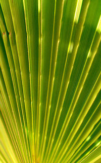 Full frame shot of palm leaf