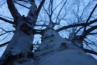 Low angle view of bare tree against sky