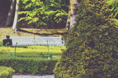 Trees growing in a garden