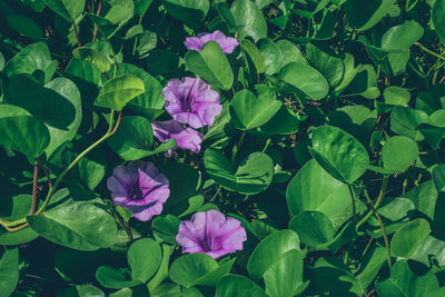 High angle view of pink flowering plant